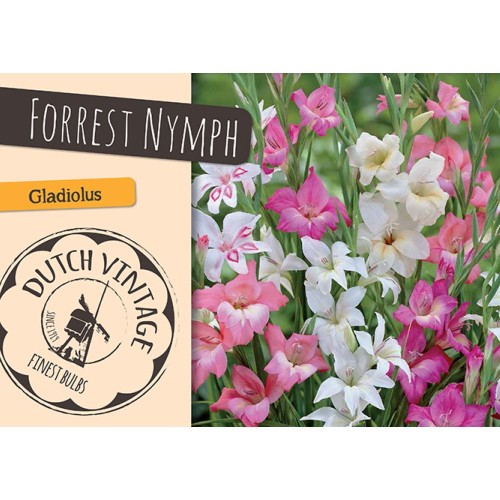 Gladiolus Forest Nymph - Dutch Vintage - 20 Løg