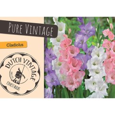 Gladiolus Pure Vintage - 18 Løg - Dutch Vintage