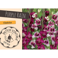 Gladiolus Purple Rain - 18 Løg - Dutch Vintage