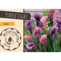 Calla Purple Light - 3 løg - Dutch Vintage