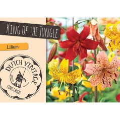 Liljer King of the Jungle - 3 løg - Dutch Vintage