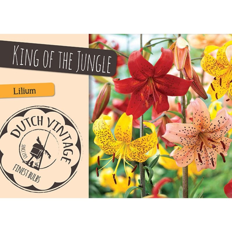 Liljer King of the Jungle - 3 løg - Dutch Vintage