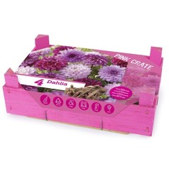 Dahlia The Pink Crate - Georgin - 4 stk.