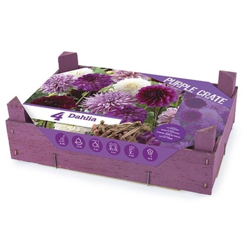 Dahlia The Purple Crate - Georgin - 4 stk.