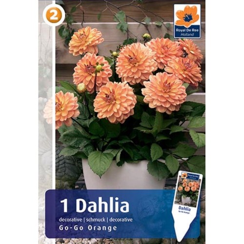 Dahlia Patio Go-Go Orange - Georgin