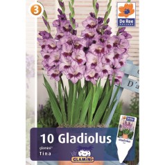 Gladiolus Mini Tina - 10 Løg