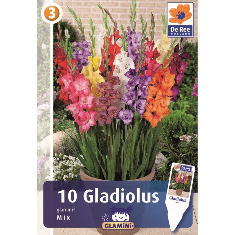 Gladiolus Mini Mix - 10 Løg