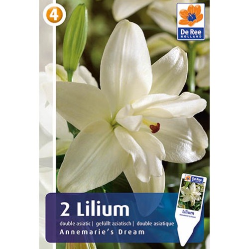 Liljer Pollenfri - Asiatic Dobbelt - Lilium Annemaries Dream - 2 løg