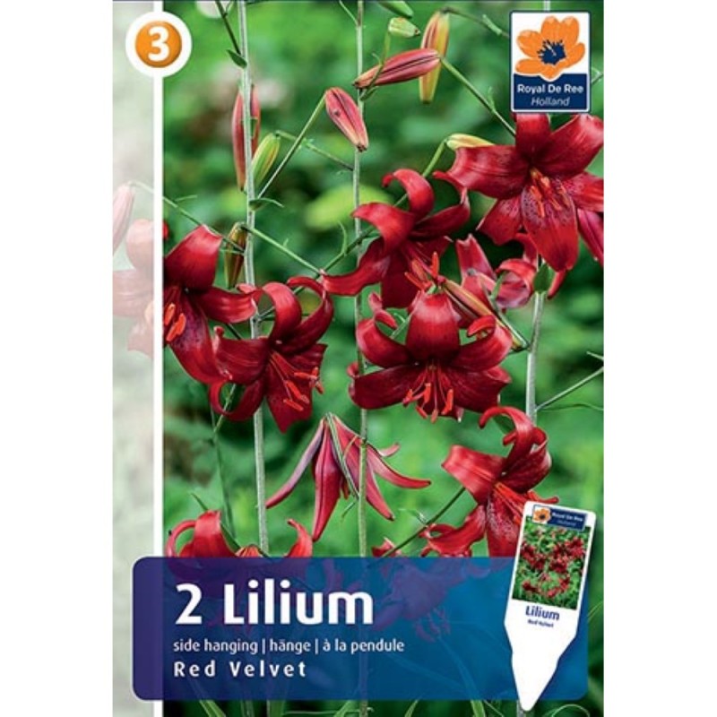 Liljer Tiger Red Velvet - Lilium - 2 løg