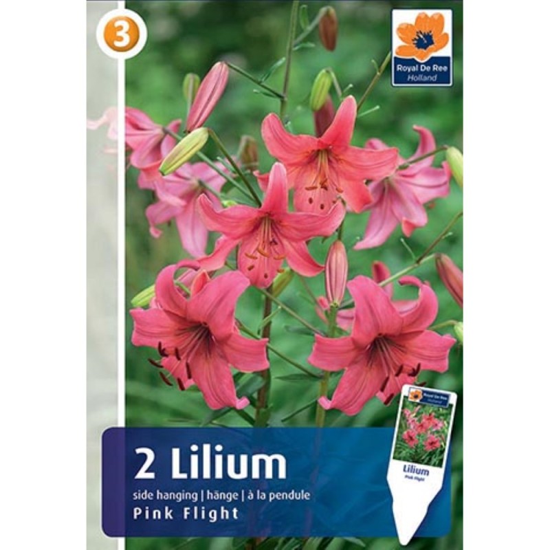 Liljer Tiger Side-Hanging Pink Flight - Lilium - 2 løg