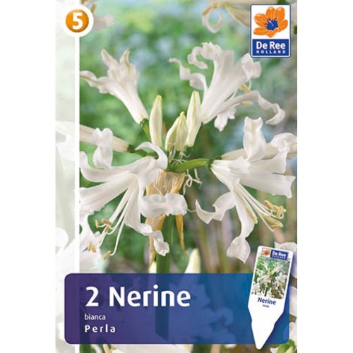 Guernseylilje - Nerine Bianca Perla - 2 stk.