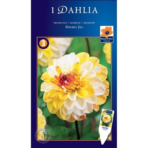 Dahlia Decorative Double Jill / Georgin