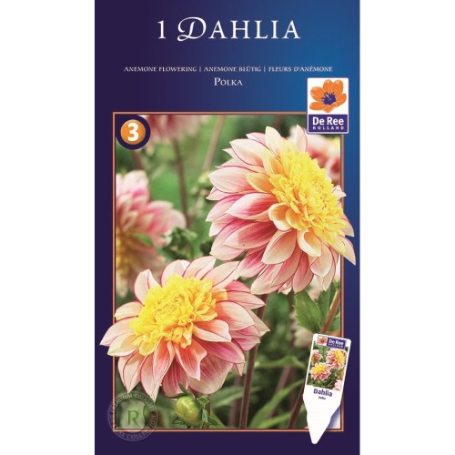 Dahlia Anemone Polka - Georgin