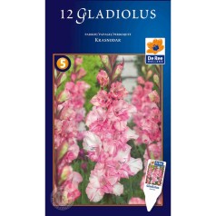 Gladiolus Krasnodar - 12 Løg