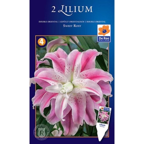 Liljer Pollenfri - Oriental Dobbelt - Lilium Sweet Rosy - 2 løg