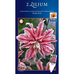 Liljer Pollenfri - Oriental Dobbelt - Lilium Magic Star - 2 løg