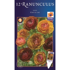 Ranunkel Picotee Cafe au...