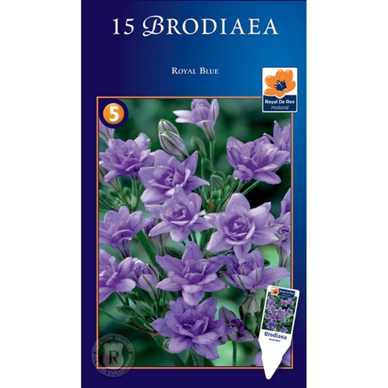 Brodiaea Royal Blue - 15 løg