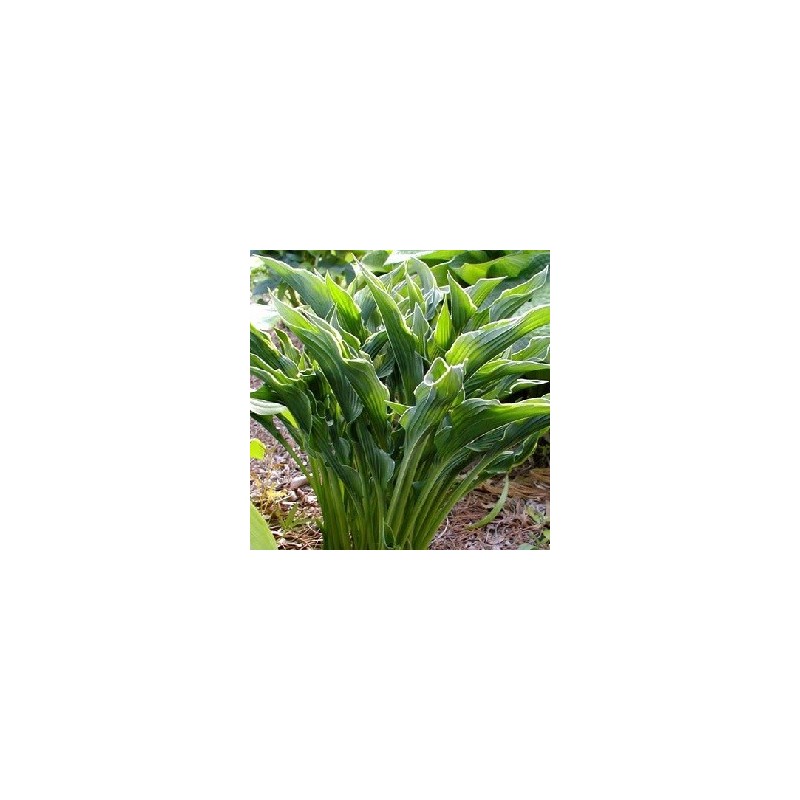 Hosta hybrid Praying Hands / Funkia