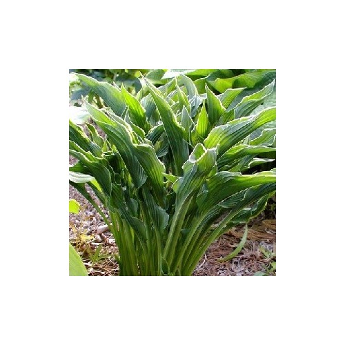 Hosta hybrid Praying Hands / Funkia