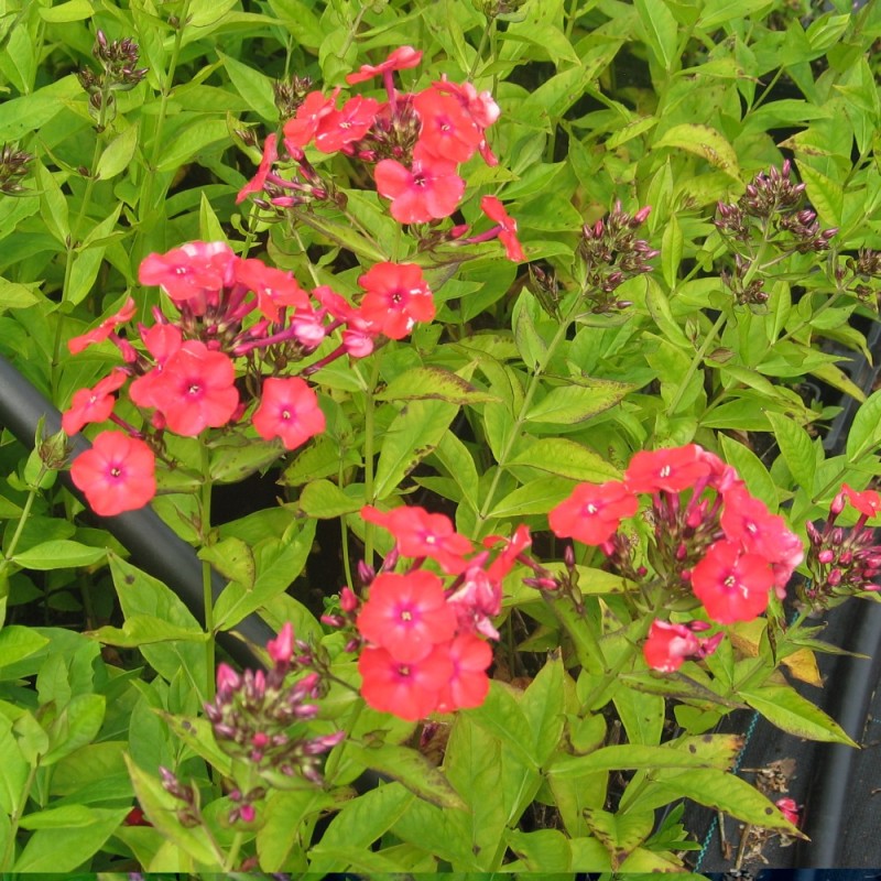 Phlox paniculata Orange Perfection / Høstfloks