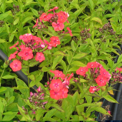 Phlox paniculata Orange Perfection / Høstfloks