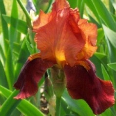 Iris germanica Natchez Trace / Iris