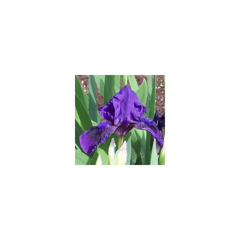 Iris pumila Little Shadow / Iris