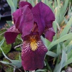 Iris pumila Pastel Charm / Iris