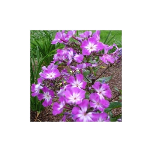 Phlox paniculata Uspech / Høstfloks