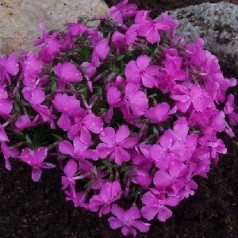 Phlox subulata Mac Daniel's Cushion / Lyngfloks