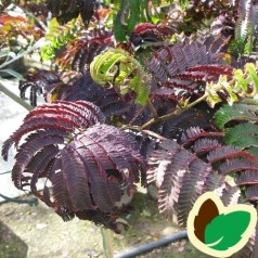 Albizia julibrissin Summer Chocolate / Persisk Silketræ