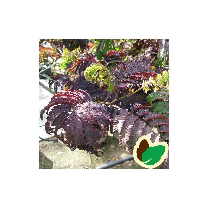 Albizia julibrissin Summer Chocolate / Persisk Silketræ