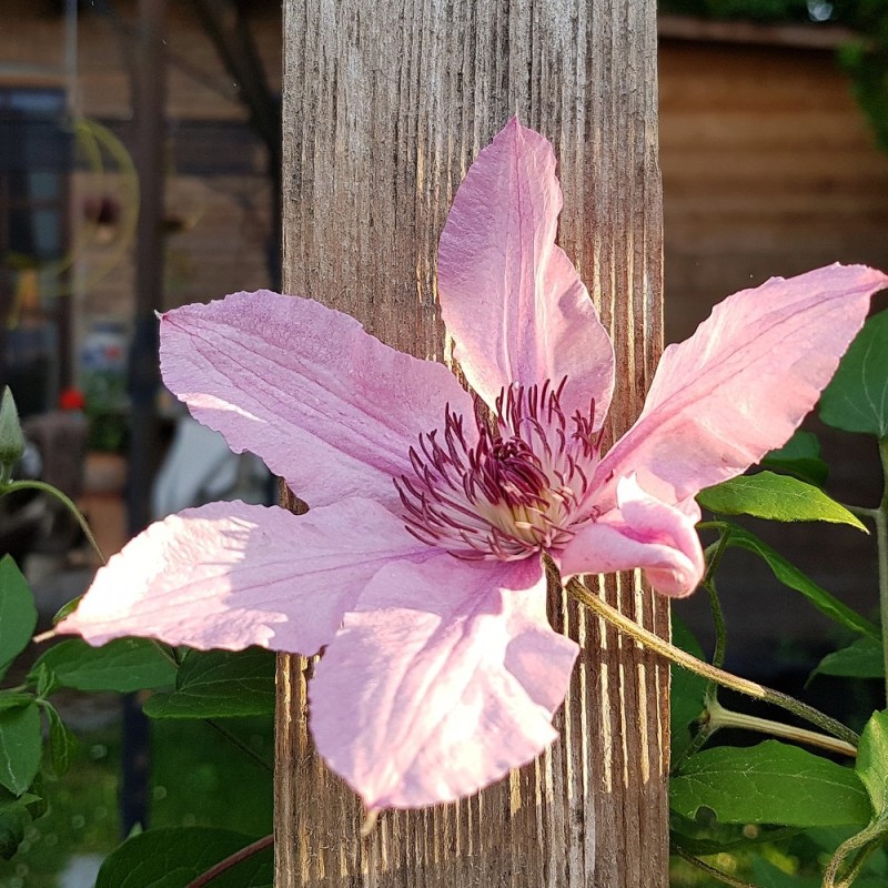 Clematis Hagley Hybrid - Klematis