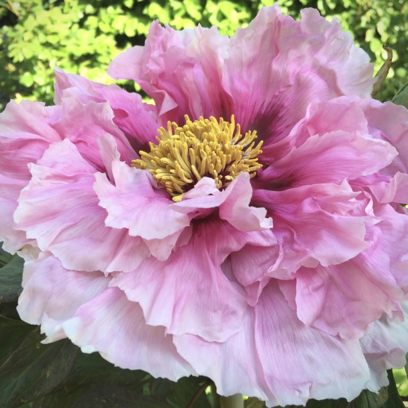 Træpæon Lyserød - Paeonia suffruticosa Light Pink