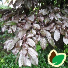 Prunus cerasifera Nigra - Blodblomme / Stamme 50 cm.
