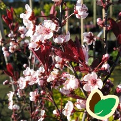 Prunus cistena - Dværg Blodblomme / 50 cm. stamme.