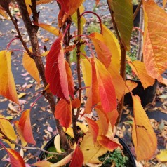 Prunus serrulata Amanogawa - Japansk Søjlekirsebær / 50-80 cm.