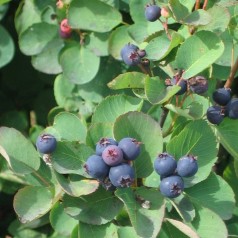 Amelanchier alnifolia - Ellebladet bærmispel (Saskatoon Berry)