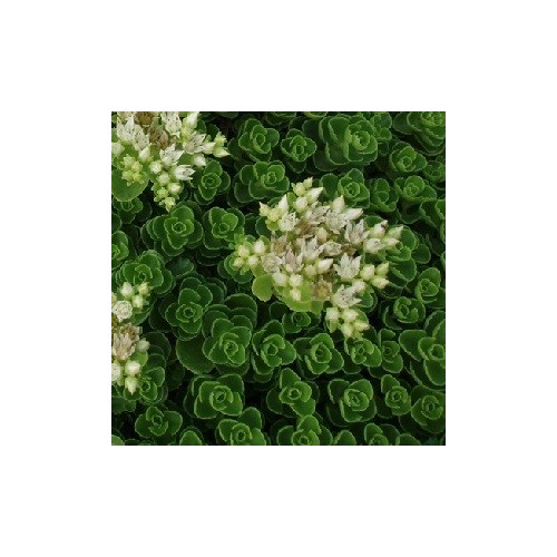 Sedum spurium Album Superbum / Stenurt