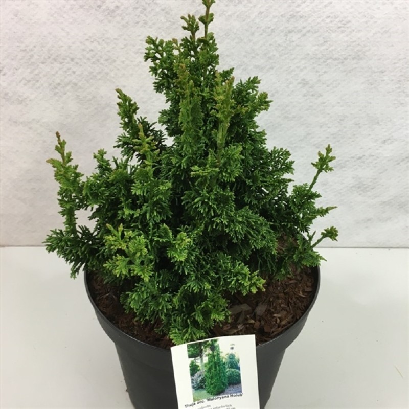 Thuja Malonyana Holub 25-50 cm. - Thuja occidentalis Malonyana Holub