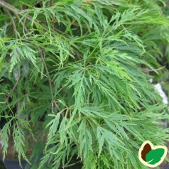 Acer palmatum Dissectum / Japansk Løn / Japansk Ahorn