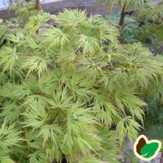 Acer palmatum Dissectum / Japansk Løn / Japansk Ahorn