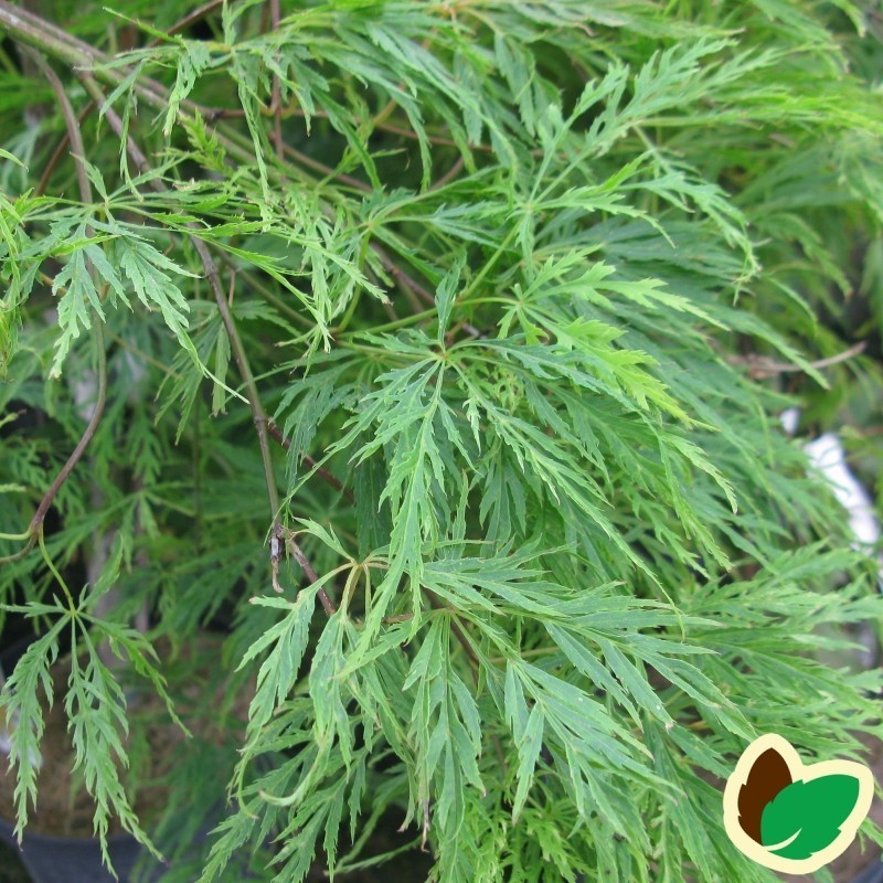 Acer palmatum Dissectum / Japansk Løn / Japansk Ahorn Acer palmatum Dissectum / Japansk Løn / Japansk Ahorn