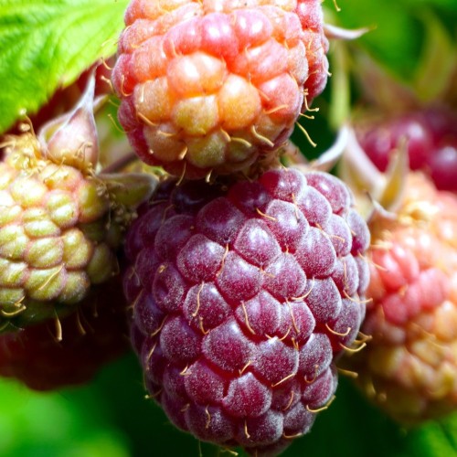 Hindbærbuske Malling Passioon - Bundt med 10 stk. barrodsplanter