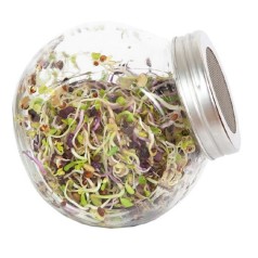 Spireglas inkl. spicy salat spirer mix frø
