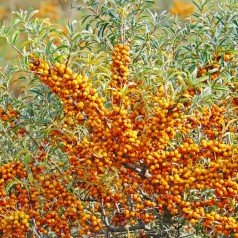 Havtorn Hergo - Hunplante - Hippophae rhamnoides Hergo