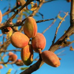 Sødmandel - Prunus dulcis Sødmandel