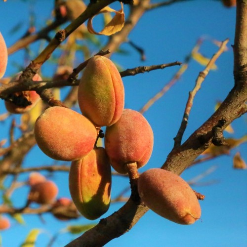 Sødmandel - Prunus amygdalus Dulcis
