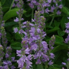 Veronica officinalis Allgrün / Ærenpris